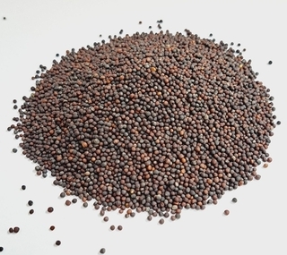 Sprouting - Broccoli Seed